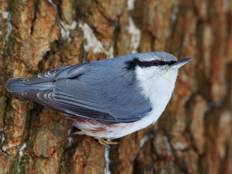 ציפור אגוזית מה אוכל אגוזית?