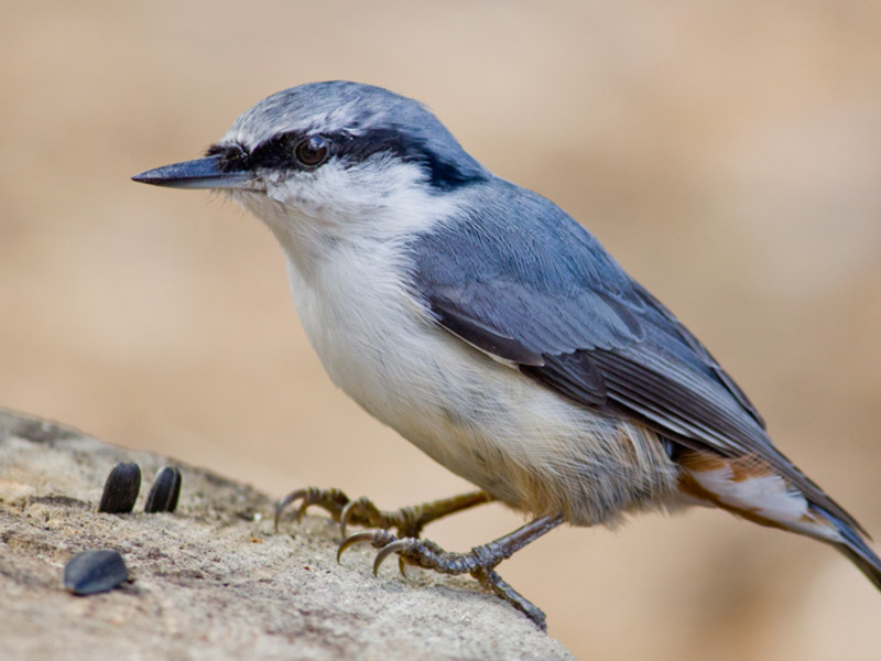אגוזים נפוצים אגוזים נפוצים