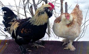 רבייה של פאברולים