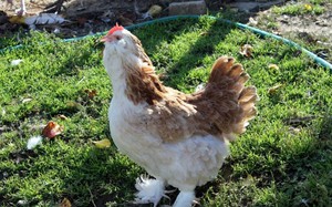 מה שצריך לדעת על גזע תרנגולות Faverolles: תמונות ותיאור