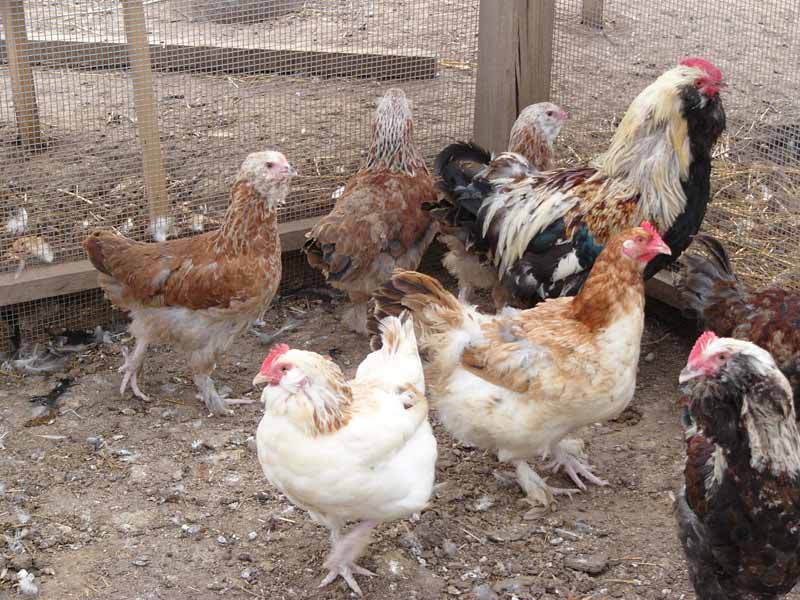 איך לגדל תרנגולות פאברול