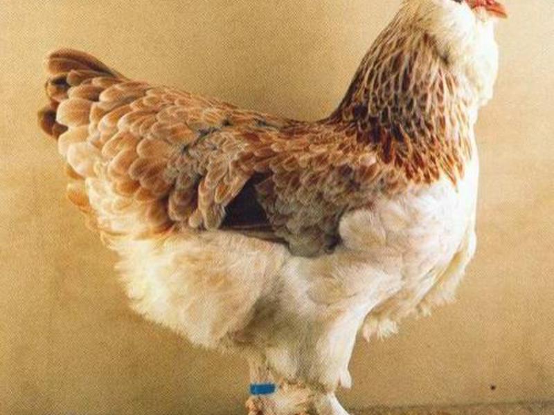 תנאים לגידול תרנגולות