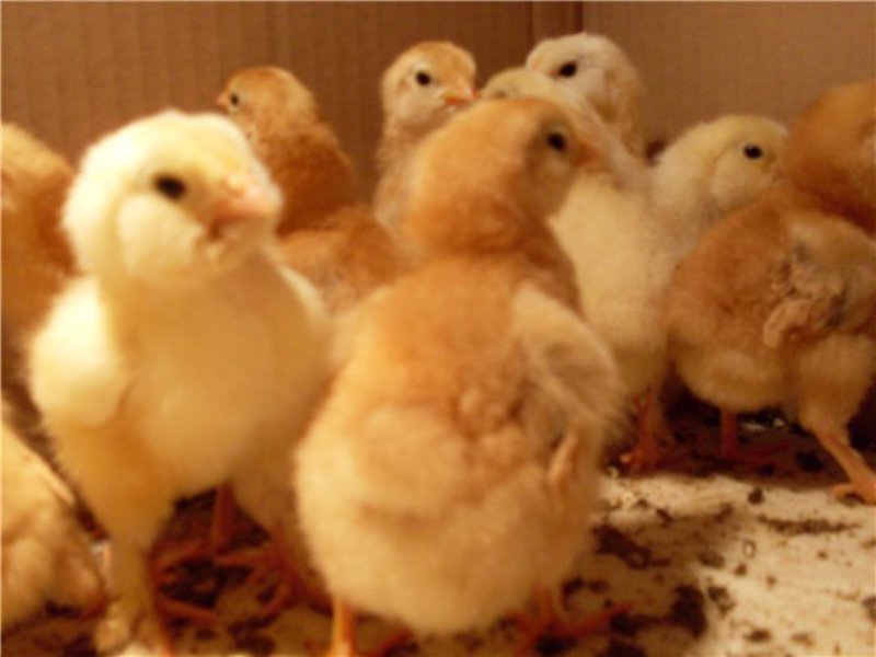 כללים לגידול תרנגולות