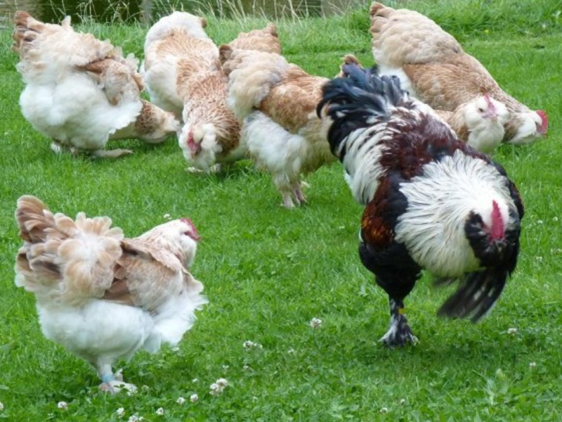 איך מתנהגות תרנגולות פאברול?