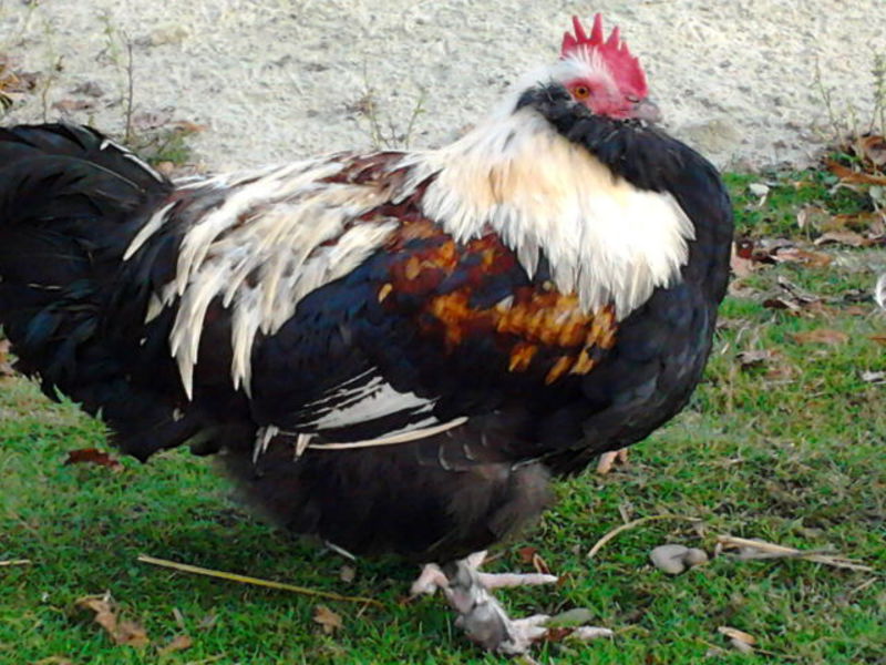 תרנגולים ותרנגולות