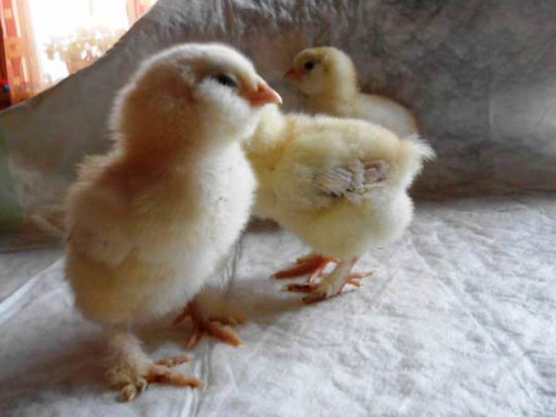 איך לשמור על פברול