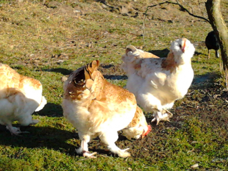 תיאור גזעי תרנגולות