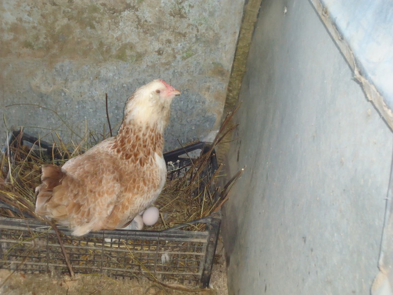 אילו גזעי תרנגולות קיימים?