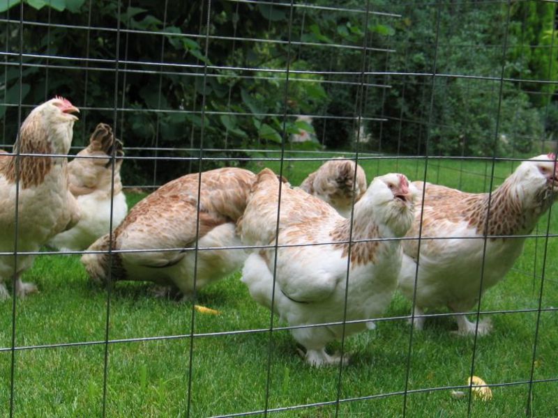 תרנגולות פאברול