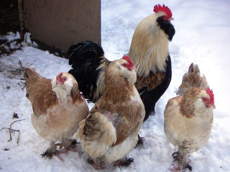 תרנגולות מגזע מיוחד