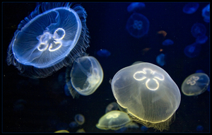 סוגי מדוזות הידרואידיות