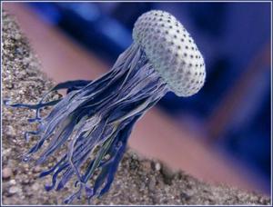 סוגים מסוכנים של מדוזות סוגי מדוזות