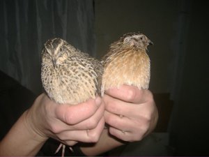 תיאורים של גזעי שליו