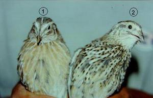 שליו טוקסידו מראה של שליו