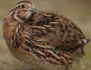 תרנגולות מטילות שליו