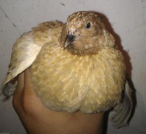 שליו לבן טקסני גזעי שליו