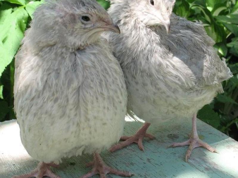 גזעי שליו אסטוניים כיצד לזהות נכון את גזע השליו