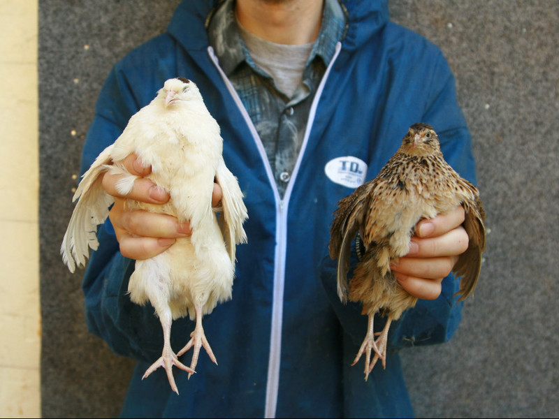 גזע שליו גזעי שליו