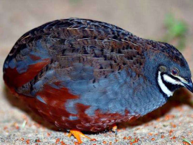 שליו סיניים שליו אסטוני