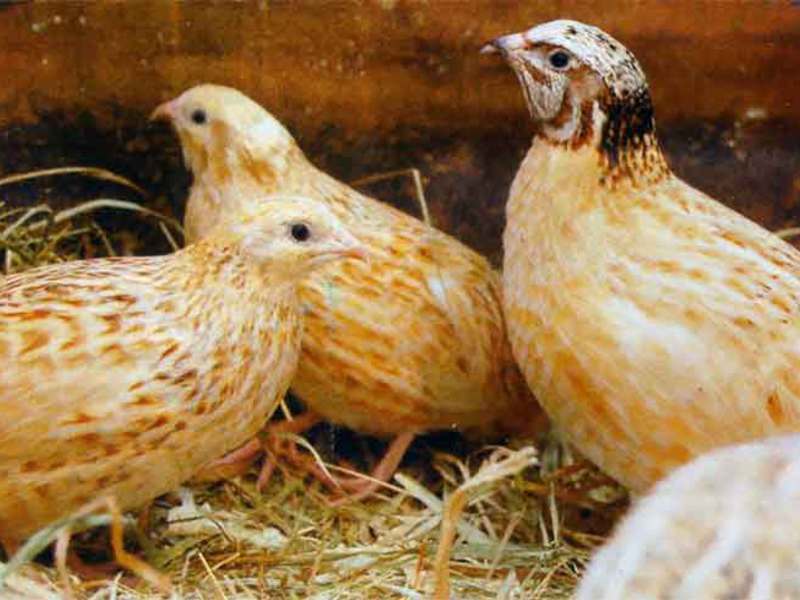 איך לגדל שליו גזעי שליו