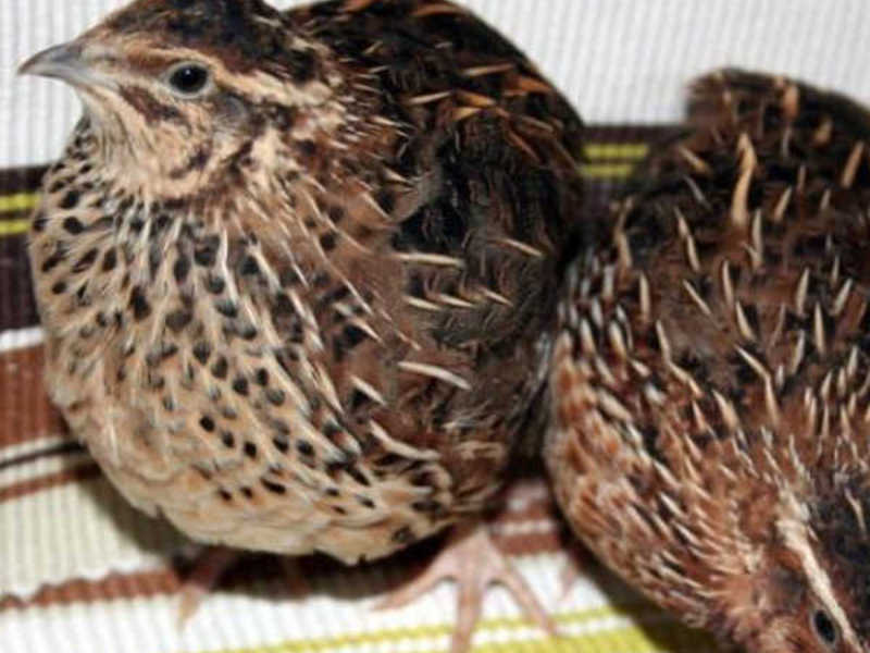 זכר זהוב מנצ'ורי איזה גזע של שליו זה?