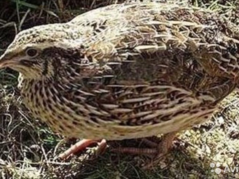 גזעי שליו אסטוניים כללים לשמירה על שליו