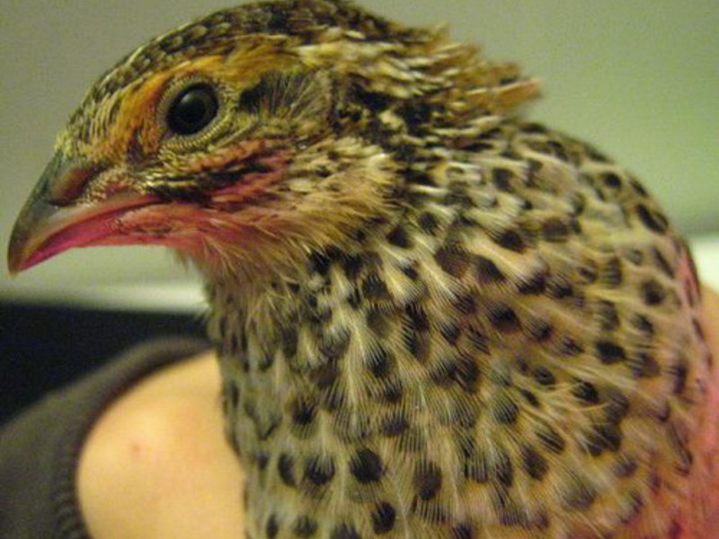 שמירה וטיפול בשלוים תרנגולות מטילות שליו