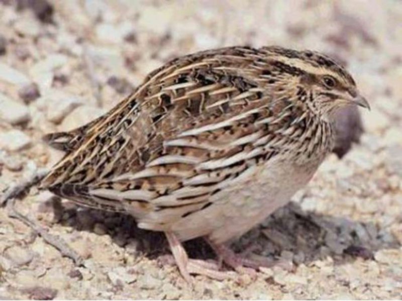 תזונת שליו כיצד להבחין בין גזע שליו