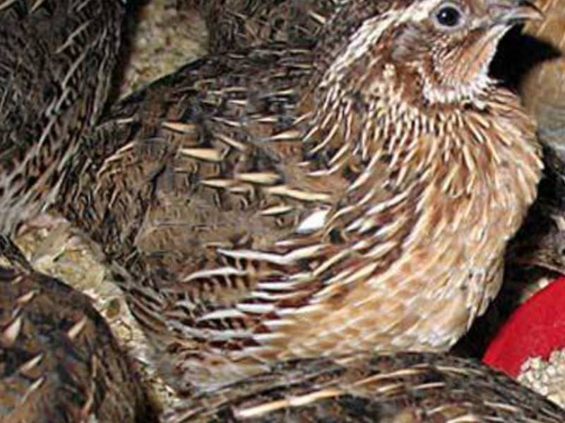 מה להאכיל שליו תזונת שליו