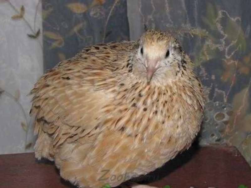 גזעי שליו אסטוניים בית גידול שליו