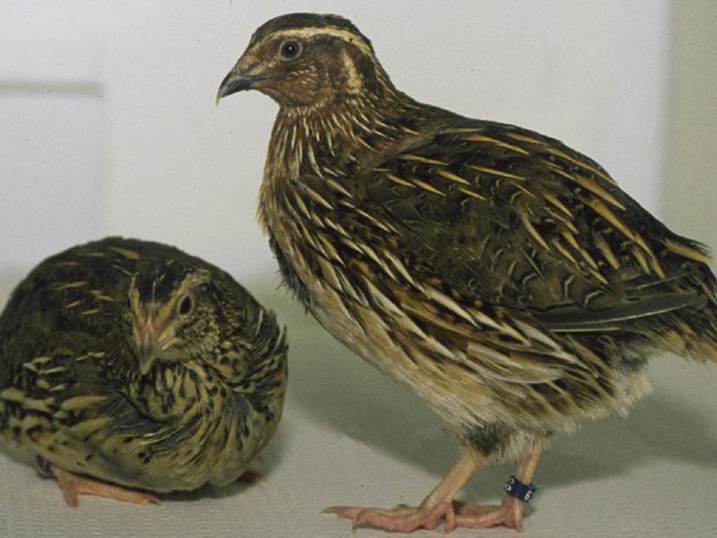 זנים של הגזע גזעי שליו