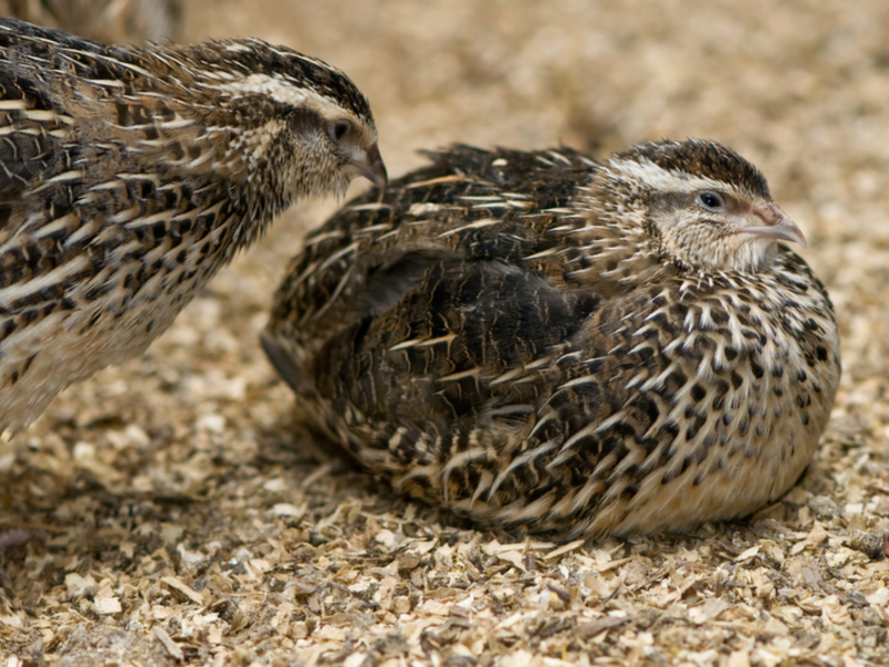 כיצד לקבוע את גזע השליו היכן חיים שליו?