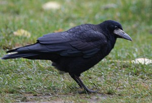 רבייה של ציפור הצריח כיצד צריח מתרבה?