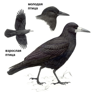 ציפורים בצבע שחור