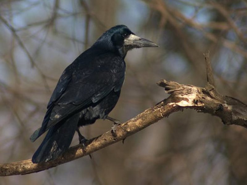 איך נראה צריח? צריחים
