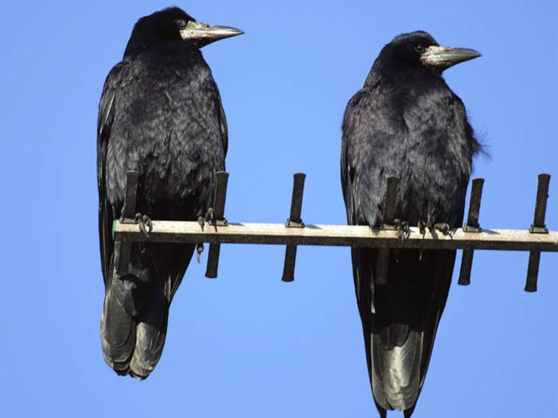 צביעה של ציפור הצריח בית הגידול של הצריחים