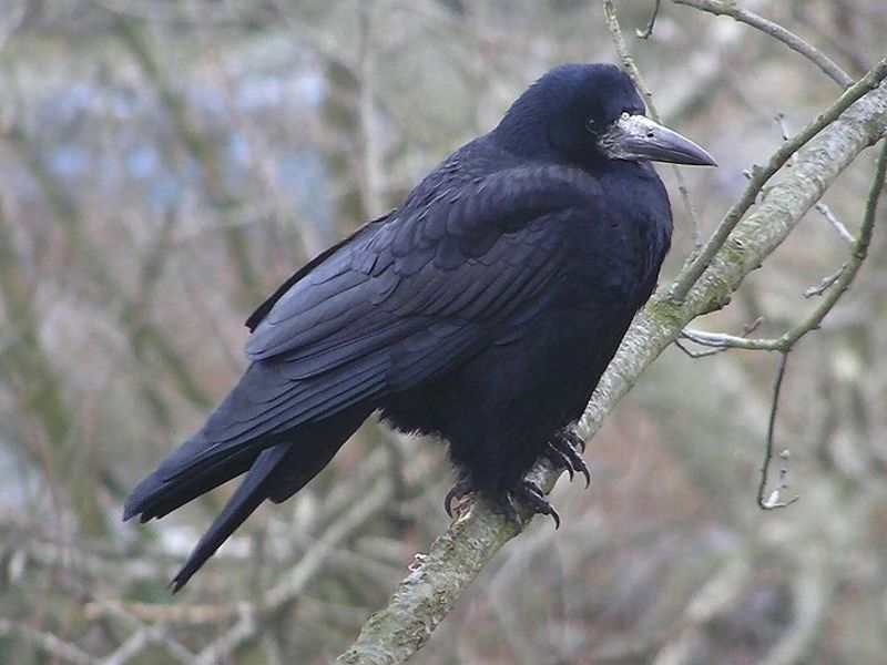 צריח ציפור שחורה איך נראית ציפור צריח?