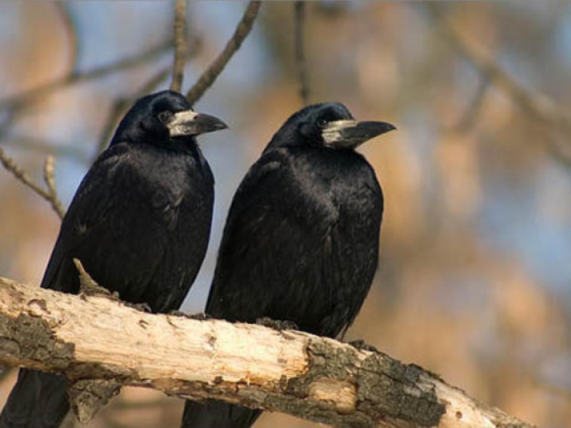 מאפיינים חיצוניים של ציפור הצריח מראה של צריח