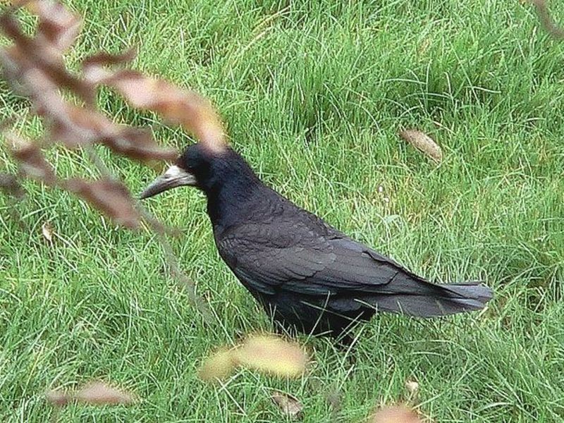 איך צריח ניזון? הצריח הוא עוף נודדות