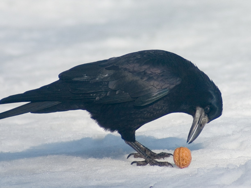 בית הגידול של ציפור הצריח נוצות של ציפור צריח