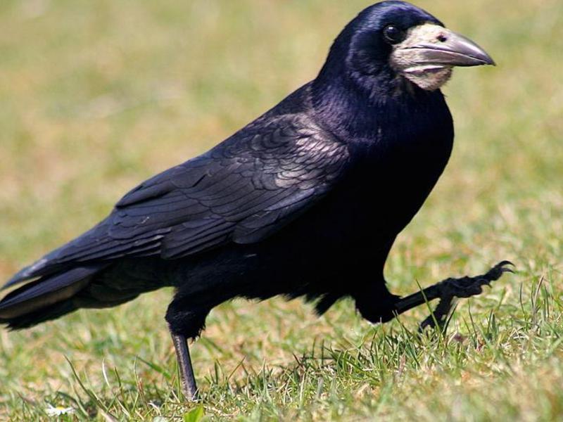 איך נראה צריח? איך נראית ציפור צריח?