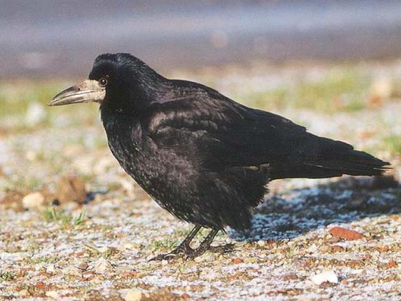צביעה של ציפור הצריח הצריח הוא עוף נודדות