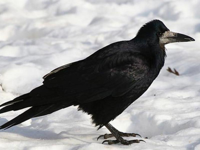 מה אוכל צריח? מה אוכל צריח?