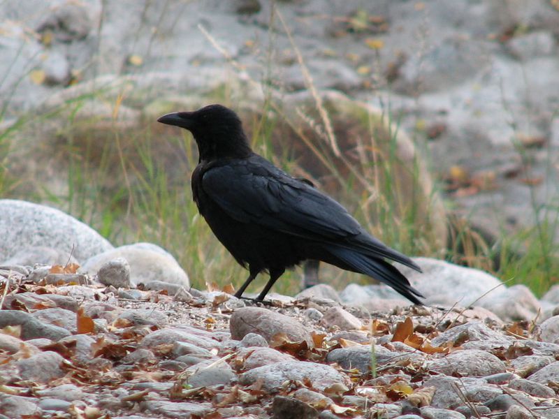 מראה ציפור הצריח ציפור צריח