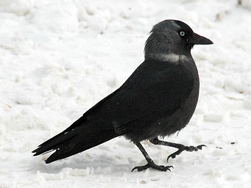 היכן גרים צריחים? בית הגידול של הצריחים