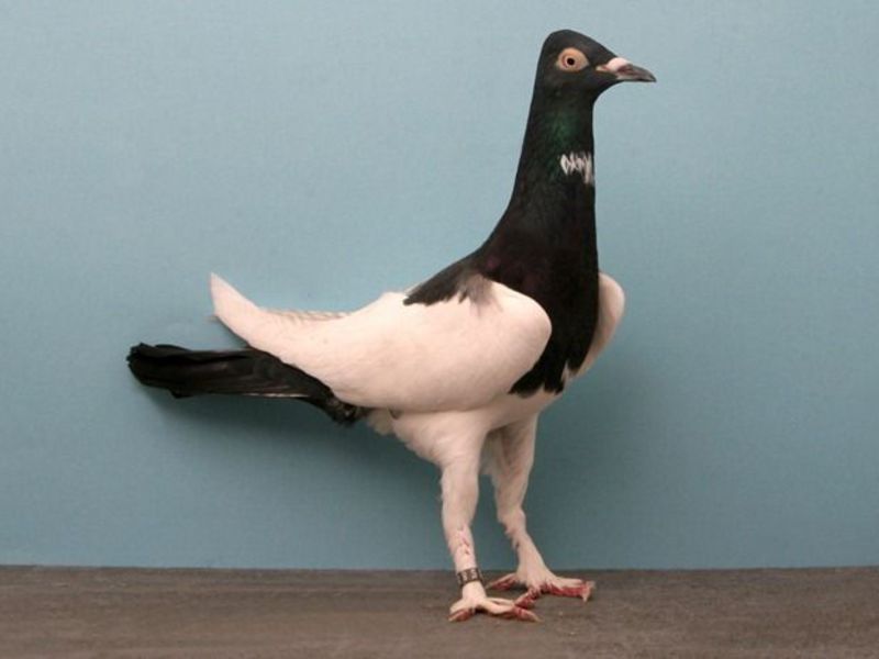 סיווג גזעי יונים מפוארות