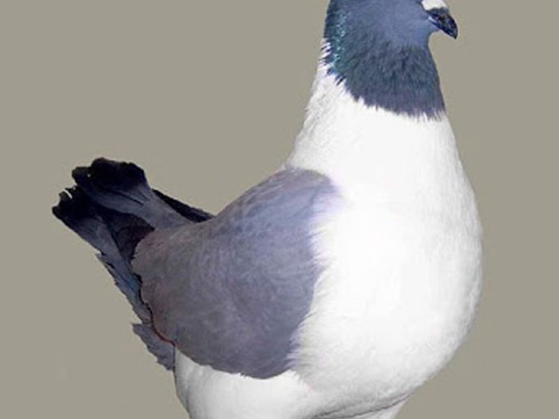 כיצד מתנהגות יונים בלהקות?