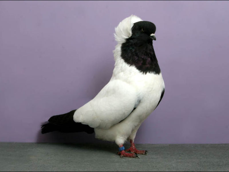 יונים יפות על הגג