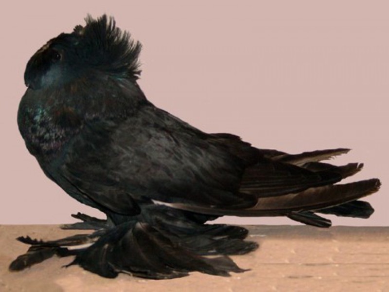 מה יונה אוכלת?