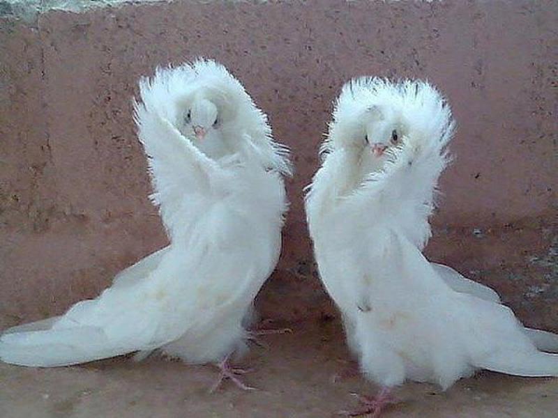 תיאור של יונים